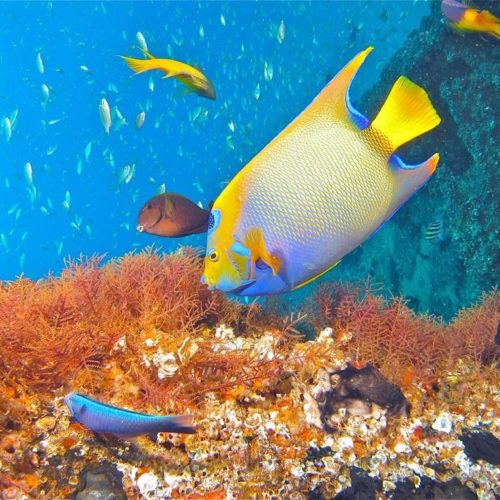 Mergulho - Cavo Artemide / Divulgação