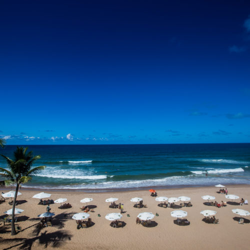 Lôro Stella Maris. Salvador, Bahia. Foto: Amanda Oliveira.