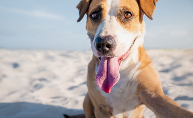 Guia Pet Friendly em Salvador: lugares para curtir a cidade com seu pet