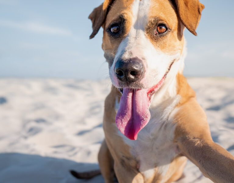 Leve seu pet para passear por Salvador. 