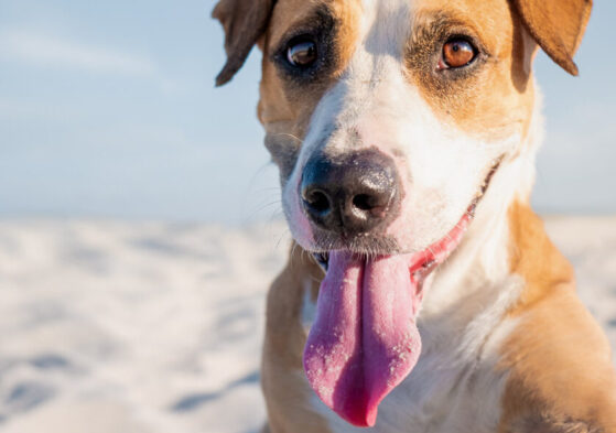 Guia Pet Friendly em Salvador: lugares para curtir a cidade com seu pet