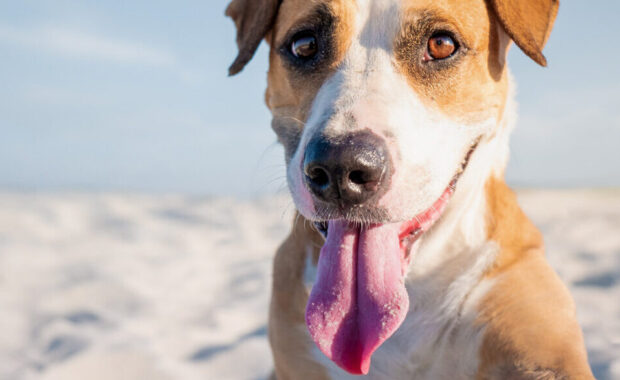 Guia Pet Friendly em Salvador: lugares para curtir a cidade com seu pet