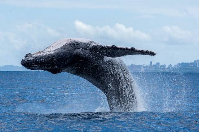 Banner - Temporada de baleias em Salvador