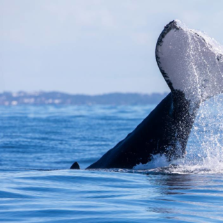 Temporada de baleias em Salvador