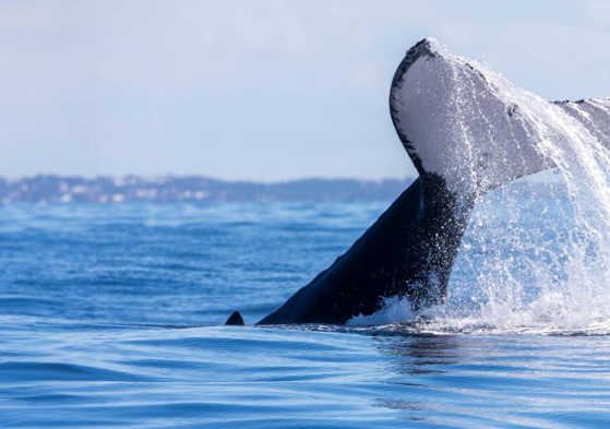Temporada de baleias em Salvador