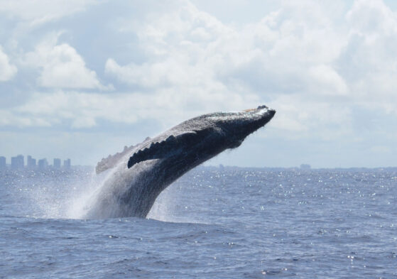 Temporada de observação de baleias em Salvador 2025