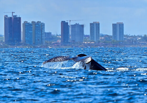Prefeitura lança temporada das baleias-jubarte e fortalece Salvador como destino do turismo de natureza
