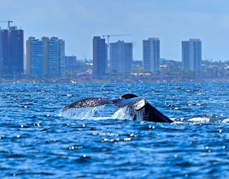 Temporada das baleias-jubarte em Salvador. Foto Jefferson Peixoto Secom PMS.