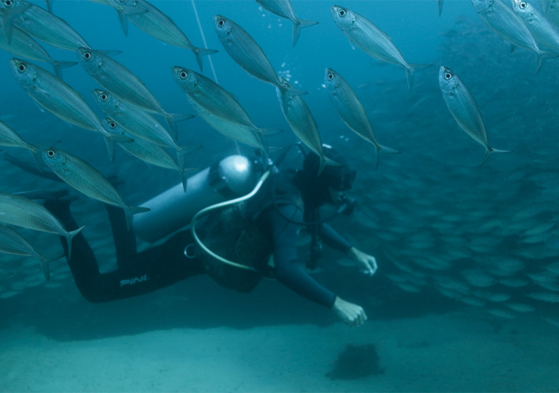 Daqui do Mar: um guia de mergulho em Salvador com locais e empresas especializadas