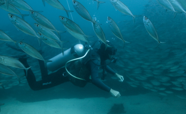 Daqui do Mar: um guia de mergulho em Salvador com locais e empresas especializadas